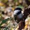Black Capped Chickadee with a Snack