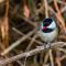 Rudolph the Red-nosed Chickadee