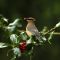 Cedar Waxwing having a holly berry lunch.
