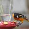 Oriole at the wrong feeder