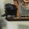 Red-winged blackbird at the feeder