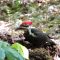 Pileated Woodpecker with a grub