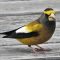 Evening Grosbeak Flock Stopped By Today