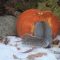 Fun Photo, Gray Squirrel mining for seeds in discarded pumpkins