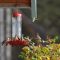 Anna’s Hummingbirds mobbing feeder