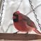 Cardinals have become regulars at the feeders
