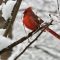 Cardinal  checking out the Berry busy