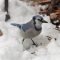 Pair of Blue jays continue to come in daily