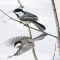 Twin Black-capped Chickadees