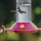 Face-off at the hummingbird feeder