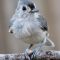 Happy Tufted Titmouse Enjoys a Snack
