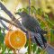 Gila Woodpecker with Orange