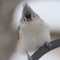 Fluffy little Tufted Titmouse.
