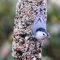 Nuthatch on nuts and seeds.