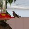 Anna’s Hummingbird at Feeder