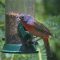 Painted Bunting — A Winged Rainbow
