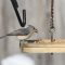 Tufted Titmouse with a peanut.