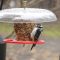 Downy Woodpecker – Fitting into a tight space