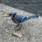 Blue Jay and His Peanut Lunch