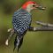 ed Bellied Woodpecker