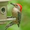 Red-bellied Woodpecker delicately takes a seed