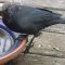 A ‘outdoor’ CAT attacked this Brewers blackbird