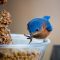 Hungry Bluebird