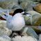 White-fronted  Tern with its catch