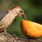 Young Red-bellied Woodpecker Discovers an Orange