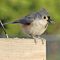 Tufted Titmouse With A Seed