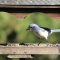 November 2018 Feeder Birds, Scrub Jay & Bushtits