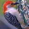 Red Bellied Woodpecker Visit