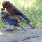 Eastern Bluebird female feeding fledgling