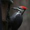 Pileated woodpecker enjoys her suet
