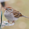 Chipping Sparrow on a white millet feeder