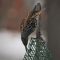 Starling on Suet- Good to the last drop!