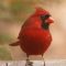 Bright Cardinal male on deck rail