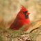 Northern Cardinal male on evergreen branch