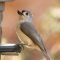 Tufted Titmouse poses on feeder