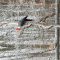 Pileated Woodpecker vs Northern Flicker at suet feeder