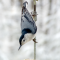 Male White-breasted Nuthatch getting to a seed log
