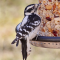 Female Downy Woodpecker enjoys a seed log