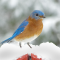 Eastern Bluebird snow day