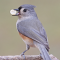 Titmice go nuts for nuts