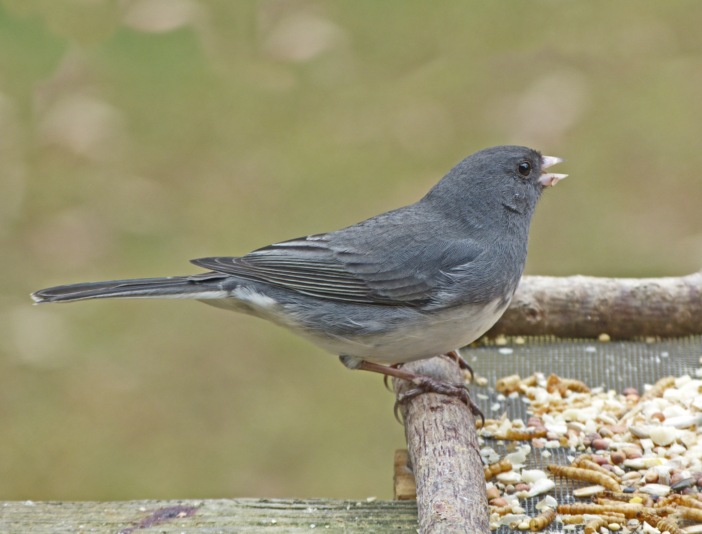 Male Dark-eyed Junco - FeederWatch