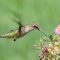 Hummingbird in idle flight