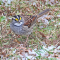 White-throated Sparrow after a light snow