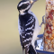 Female Hairy Woodpecker enjoys a seed log