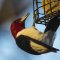 Red-head woodpecker