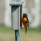 Baltimore Oriole brings color to the feeders
